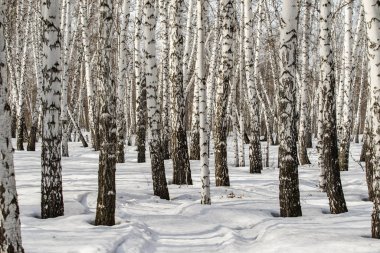Huş ağacı orman kış manzarası.
