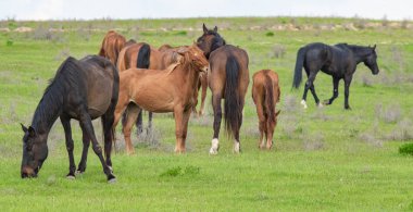 At yeşil bir çayır üzerinde yaz aylarında Otlanmış.