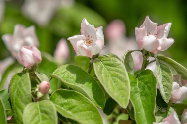 Ayva ağacının beyaz çiçekleri yeşil yapraklar, bahar doğası.