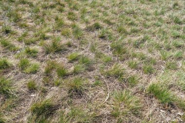 Kuru çim bahar manzara arka plan.