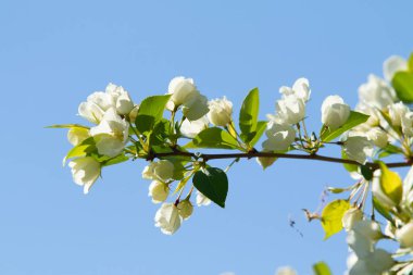 Mavi gökyüzünde yeşil yaprakları olan bir elma ağacının beyaz çiçekleri.