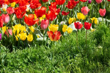 Parlak lale çiçekleri, saha doğası.