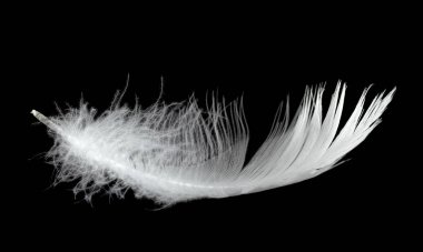 Havada siyah bir arka planda beyaz kuğu tüyü. Havada süzülen soyut beyaz tüyler.