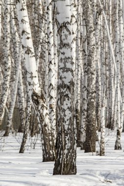 Huş ağacı orman kış manzarası.
