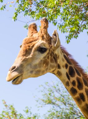 Zürafa kafa portre, gökyüzü yeşil ağaçlar.