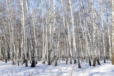 Huş ağacı orman kış manzarası.