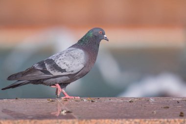 Vahşi gri mavi yakın yukarı, bulanık bir arka planda oturuyor.