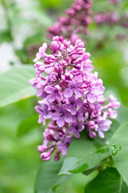 mor çiçekler leylak, bahar doğası