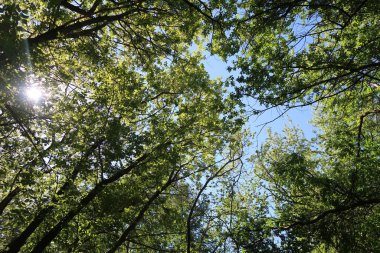 Mavi gökyüzü, bahar doğa karşı aşağıda ağaçlar görünümü yeşil yaprakları.