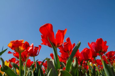 Mavi gökyüzüne karşı lale çiçekleri, alt görünüm, kırmızı, beyaz ve sarı.
