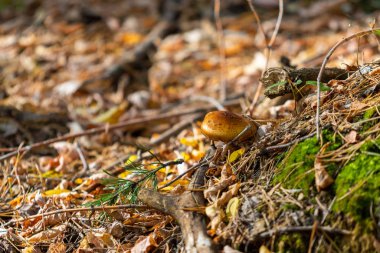 Sonbahar manzarası, eski bir kütükteki mantarlar..