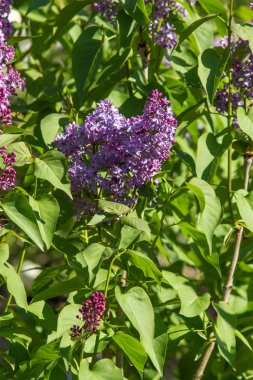 mor çiçekler leylak, bahar doğası