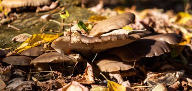 Sonbahar manzarası, eski bir kütükteki mantarlar..