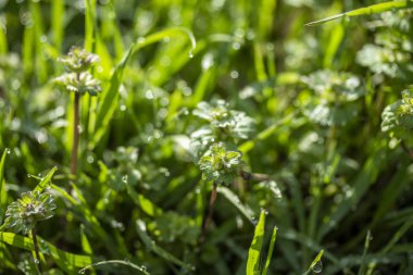 Güneşte yeşil çim, yağmur damlaları bokeh arka plan