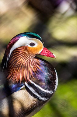 Mandarin ördeğinin yakın profili. Aix galericulata, su kuşu.