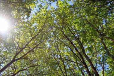 Mavi gökyüzü, bahar doğa karşı aşağıda ağaçlar görünümü yeşil yaprakları.