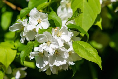 Mavi gökyüzüne karşı elma kiraz beyaz çiçekler. Doğa bahar.