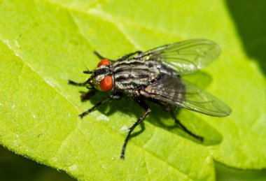 Gri sinek yeşil yaprak yakın yukarı oturur.