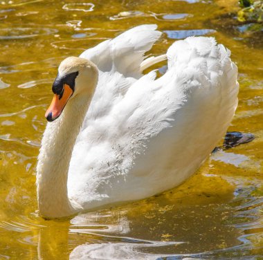 Beyaz Kuğu suda yüzerler, yaz gölet.