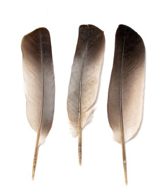 Beyaz arkaplanda kuş tüyü.