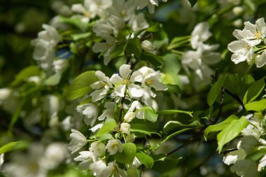 Çiçeklenme elma bahçesi. Elma ağaçları beyaz çiçekler, yeşil yaprakları yakın.