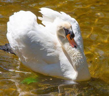Beyaz Kuğu suda yüzerler, yaz gölet.