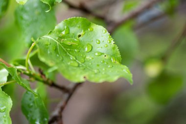 Bahar bir ağacın doğa yeşil yaprakları.