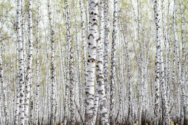 Beyaz huş ağaçları orman arka plan, bahar.