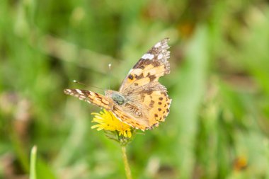 Aile Nymphalidae bir Dulavratotu kelebek, yün çim sarı karahindiba bir çiçek üzerinde oturur.
