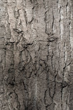 Ağaç kabuğu dokusu, gri arkaplan.