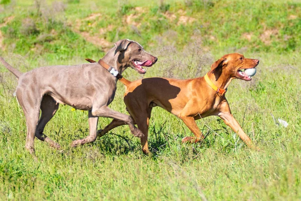 Hunting Dog Runs Search Prey Green Grass Spring Landscape — Stock Photo, Image