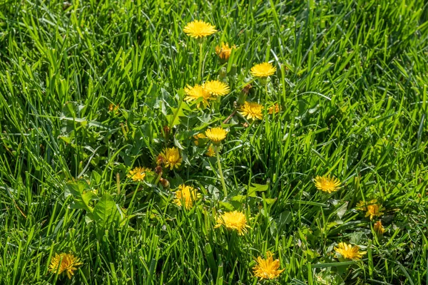 Żółty Kwiat Mniszka Zielonej Trawie Wiosenna Sceneria — Zdjęcie stockowe