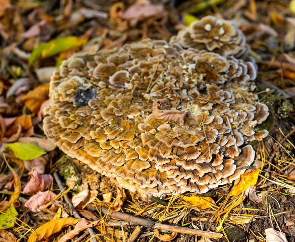 Paisagem Outono Cogumelos Toco Velho — Fotografia de Stock