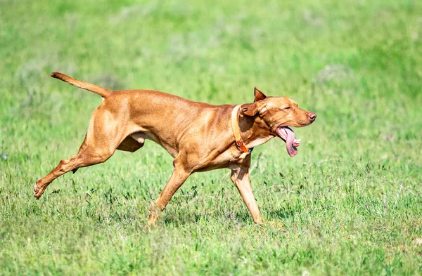 Cane Rosso Caccia Corre Erba Verde Prato Verde Estivo — Foto Stock