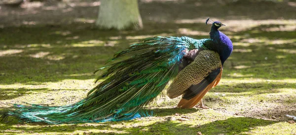 Peacock Bird Spread Its Beautiful Tail Nature Bird Peacock — Stock Photo, Image