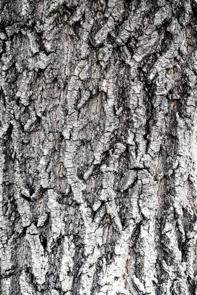 Texture Fond Bois Écorce Arbre — Photo