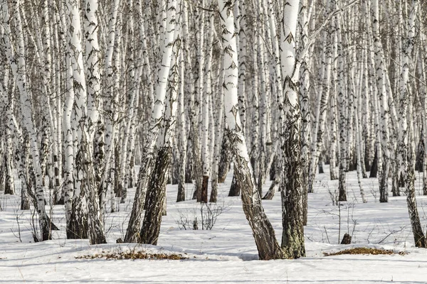 Huş ağacı orman kış manzarası.