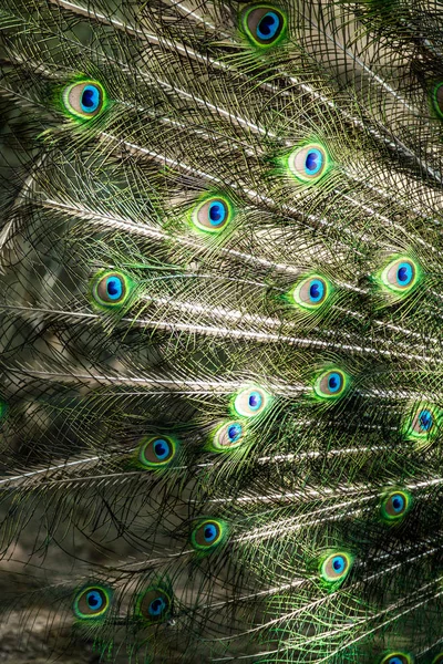 Peacock Bird Spread Its Beautiful Tail Nature Bird Peacock — Stock Photo, Image