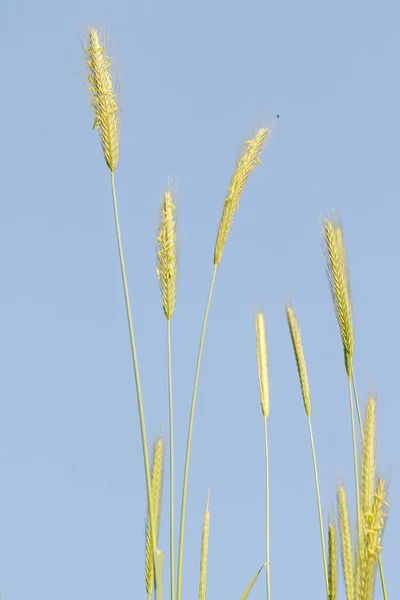 Spitze Des Wilden Weizens Gegen Den Blauen Himmel — Stockfoto