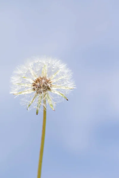 Bianco Morbido Fiore Tarassaco Uno Sfondo Sfocato — Foto Stock