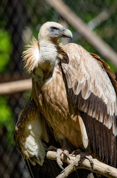 Yırtıcı kuş bir ağaca oturuyor. Yeşil yaprak yaz.