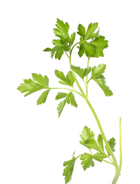 Würzige Grüne Pflanzen Isoliert Auf Weißem Hintergrund Dill Petersilie — Stockfoto