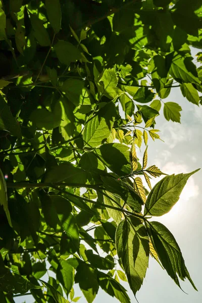 Gökyüzü yakın manzara karşı ağaçlar yeşil yaprakları