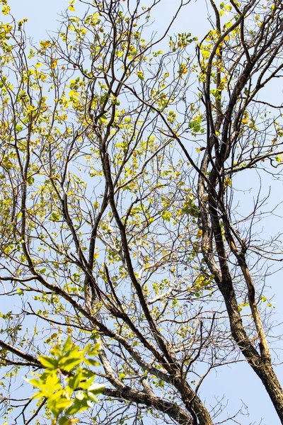 Sonbahar mavi gökyüzünün arka planında çıplak dallar.
