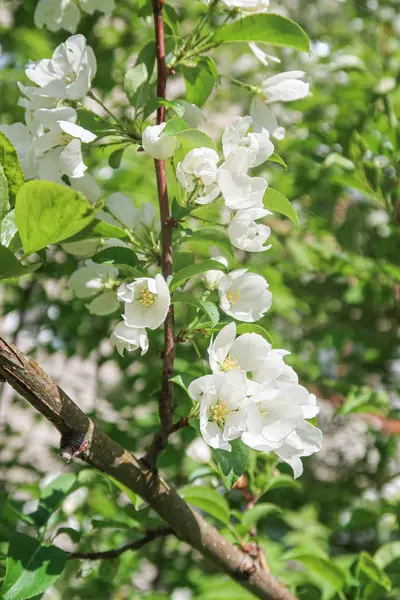 Mavi gökyüzüne karşı elma kiraz beyaz çiçekler. Doğa bahar.