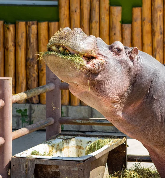 Portrét Hippopotamu Který Jedl Trávu — Stock fotografie