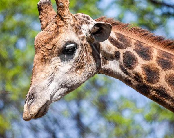 Gökyüzüne karşı bir zürafa Başkanı.