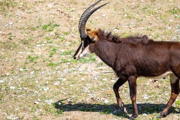 Antilope Africana Con Corna Mangia Erba Nel Campo — Foto Stock