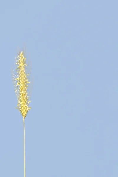 Espigão Trigo Selvagem Contra Céu Azul — Fotografia de Stock