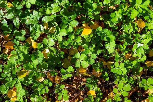 Green Clover Yellow Autumn Foliage — Stock Photo, Image